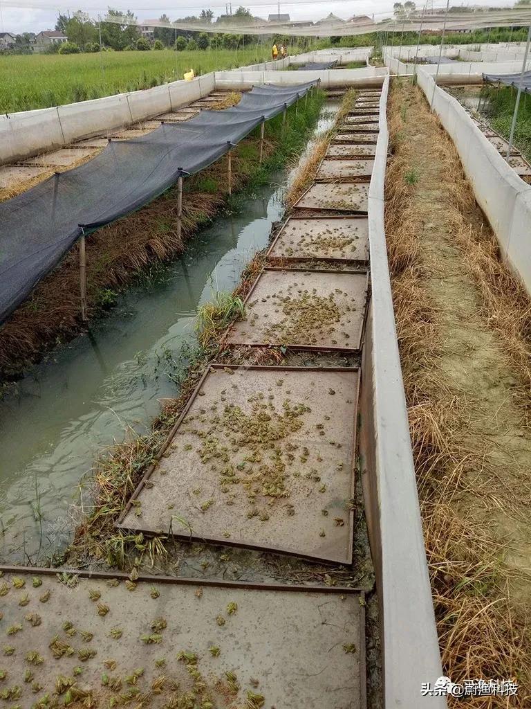 养殖黑斑蛙变态蝌蚪苗很小怎么办,黑斑蛙蝌蚪多少天发育成绿豆大小