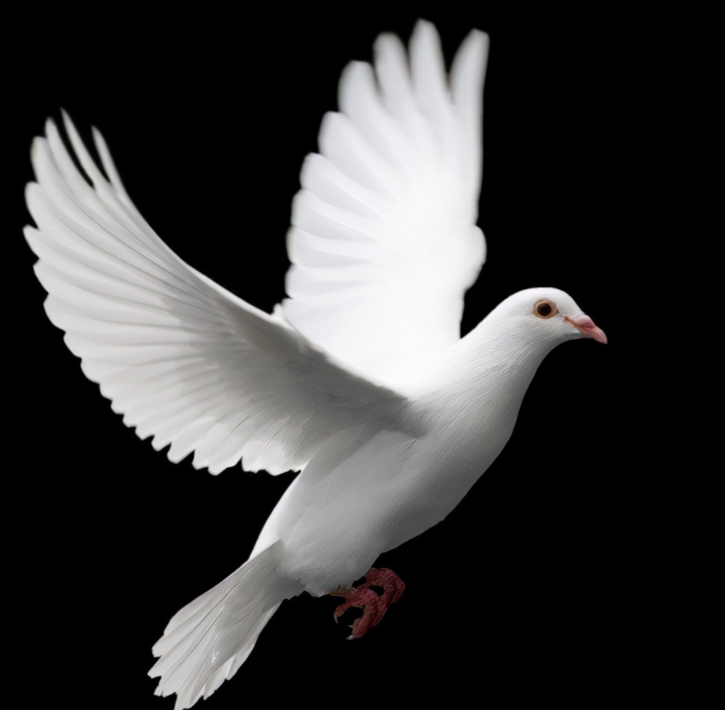 陈文广赛鸽飞翔视频,中国赛鸽运动向何处去