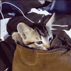 闻臭鞋、舔臭脚，猫主子是什么毛病