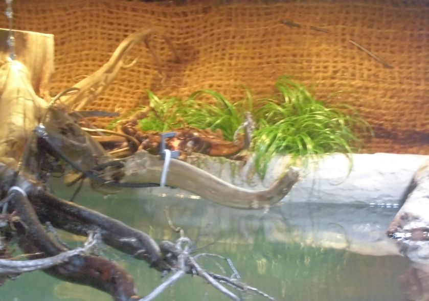 自己做大型水陆缸,在家自己打造一个沙漠缸