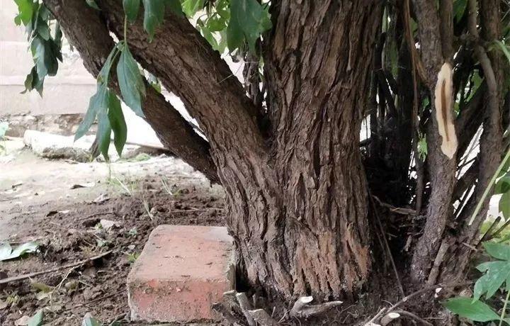 家里养的富贵花让你养几年才会开,客厅富贵花大全