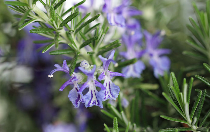 八种身兼多职的鲜花，既是鲜花又是香料！