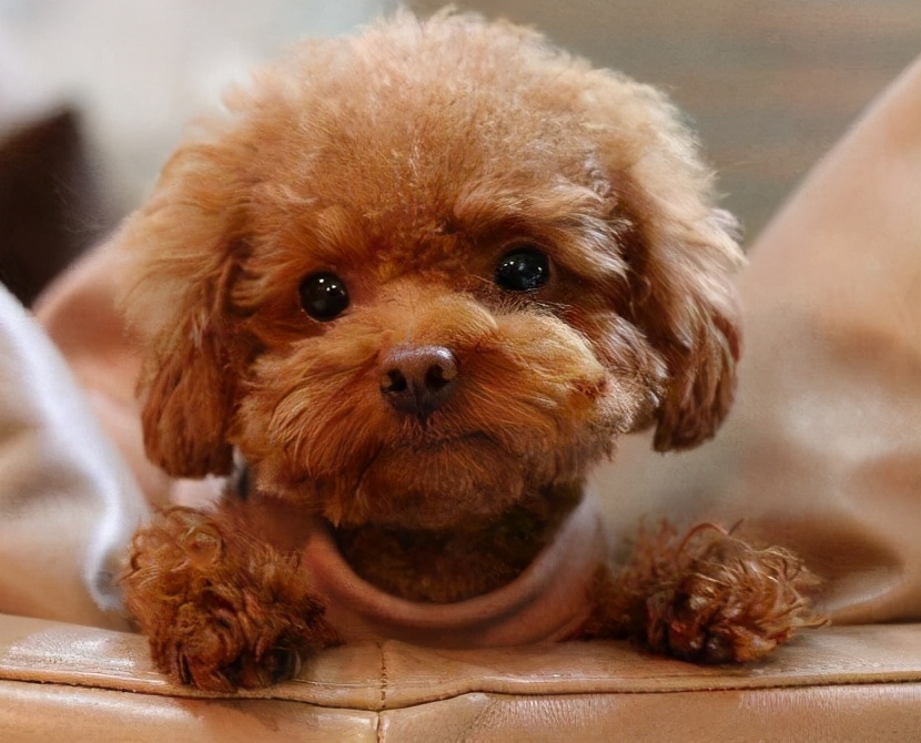 对付挑食泰迪的绝招,怎么解决泰迪挑食的问题