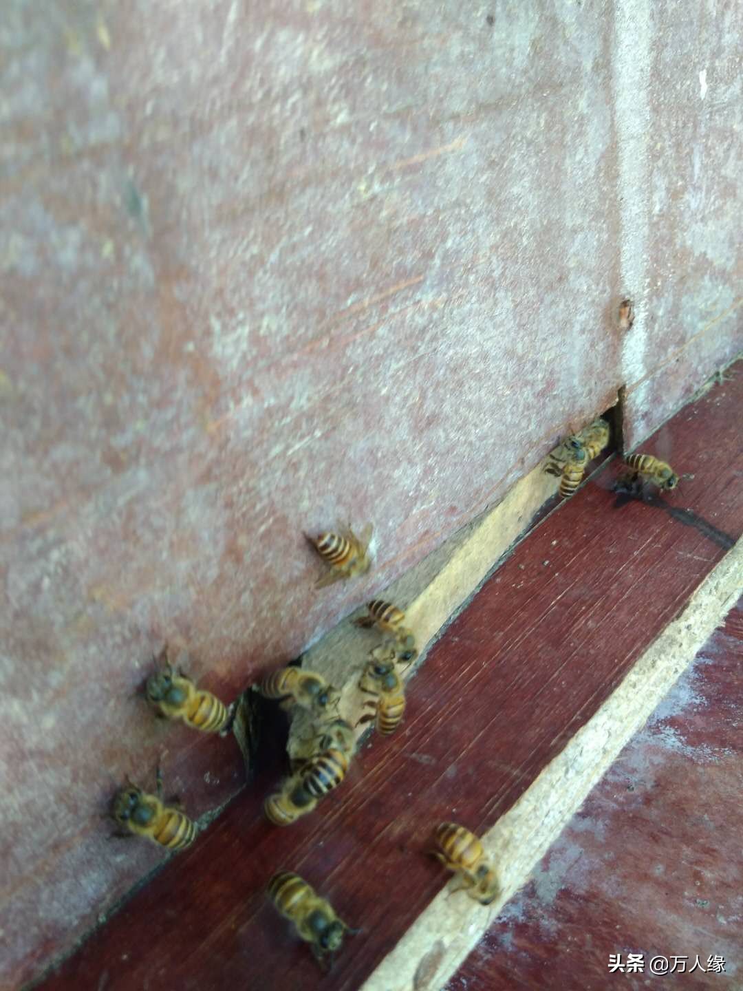 你知道蜜蜂一生要经历几个过程吗,蜜蜂的一生都在干些什么