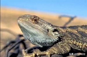 怎么样养好鬃狮蜥苗子,鬃狮蜥是一只养好还是一对养好