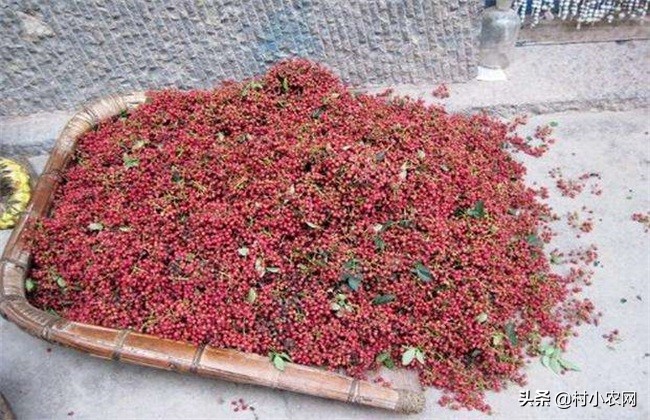 花椒采摘的最佳方法,农村的花椒树难种