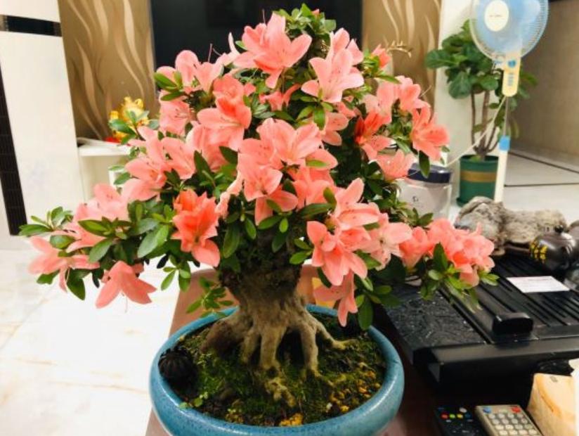 买的花活不久是什么原因,从市场买回来的花过几天叶子就黄