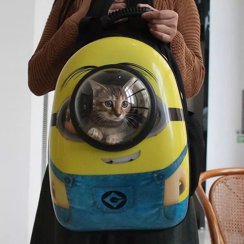 春节回家猫咪咋办,过年回老家猫咪怎么办