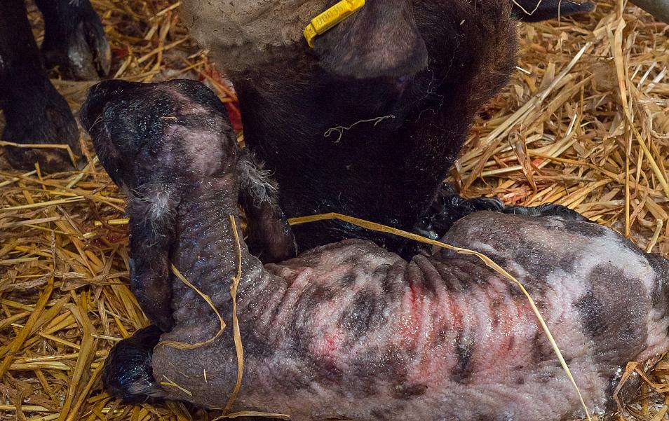 母羊生小羊后的喂养与护理,母羊产小羊后怎么养