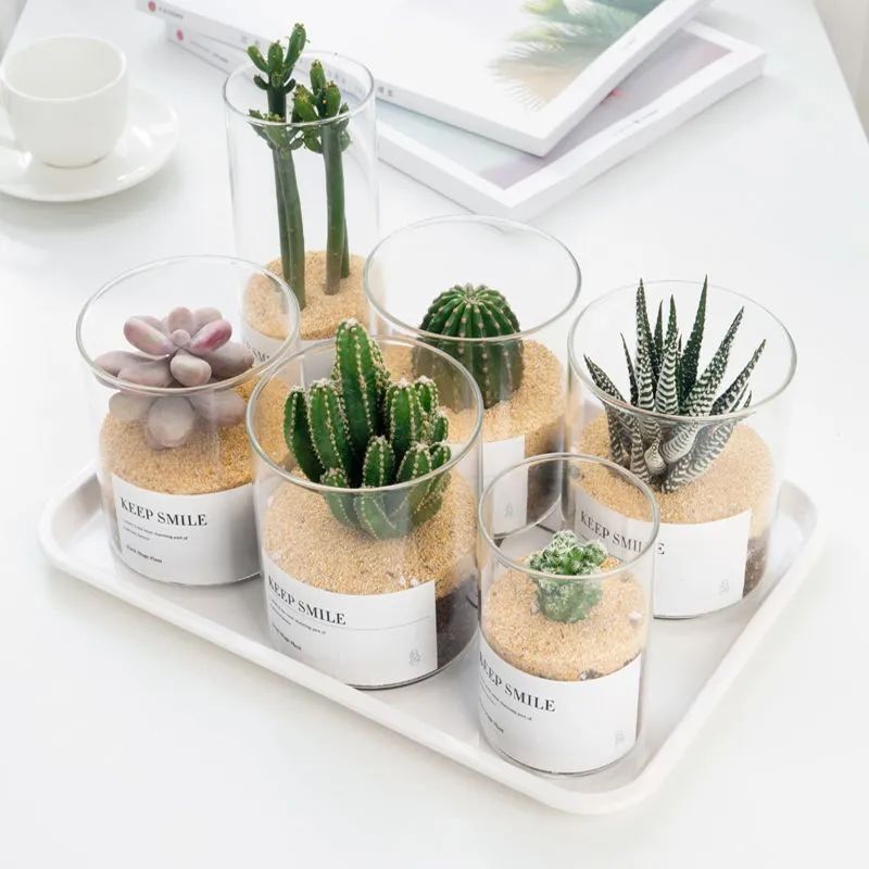 植物防辐射是真的吗,既可吸甲醛也可吸辐射的绿植