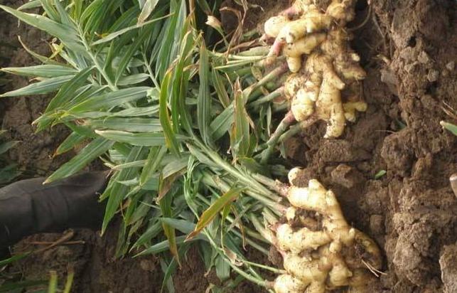 种植生姜怎么提高产量和品质,生姜新品种及种植技术有哪些