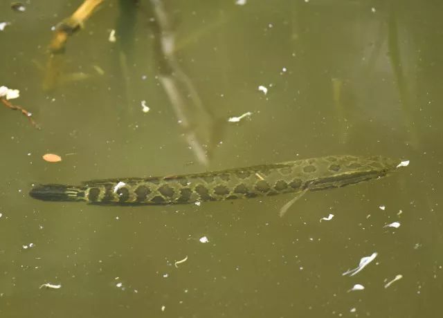 黑鱼常识,关于黑鱼的科普知识介绍