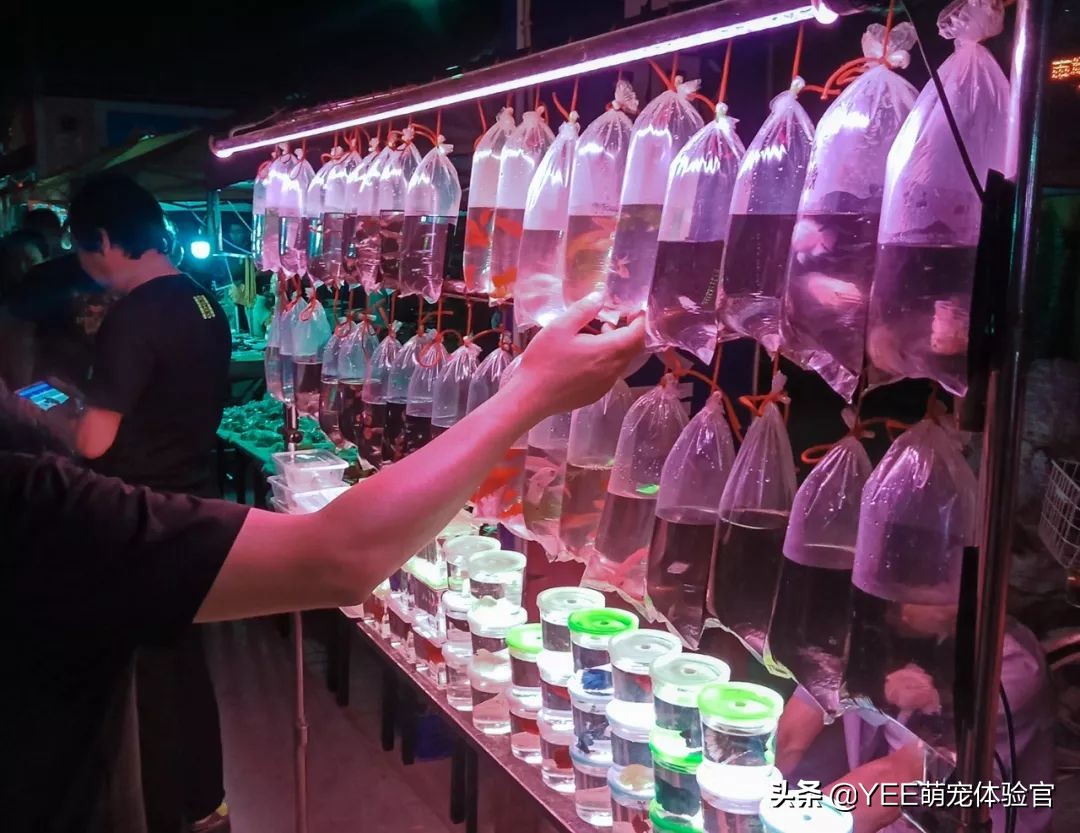 养鱼硝化细菌的正确使用方法,养鱼必备硝化细菌