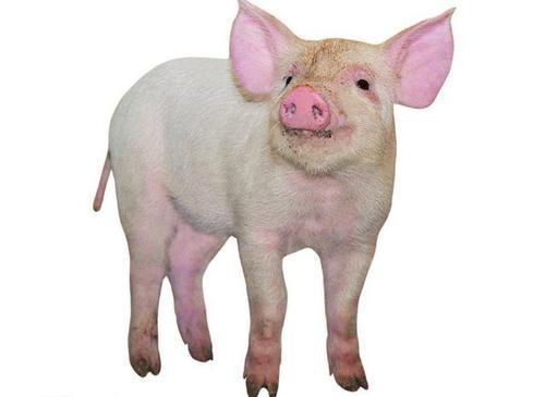 十二生肖合与不合关系口诀,十二生肖的相合与相生怎么记