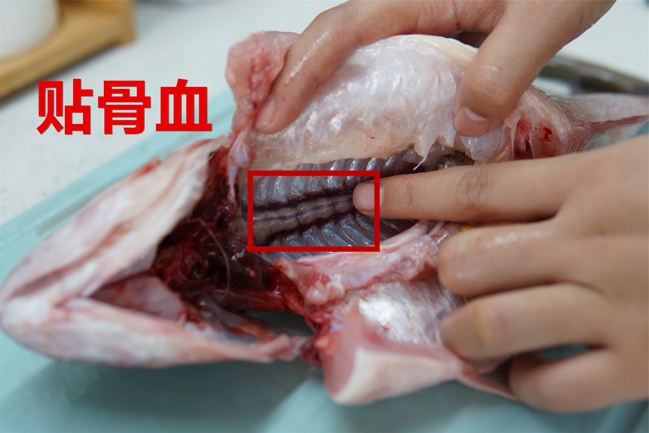 给鱼去腥,怎么给鱼去除腥线