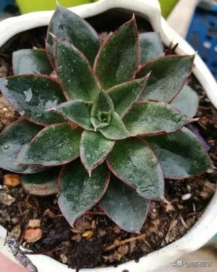 露养多肉晚上被雪盖住了怎么办,露养的多肉夏天淋雨了怎么办
