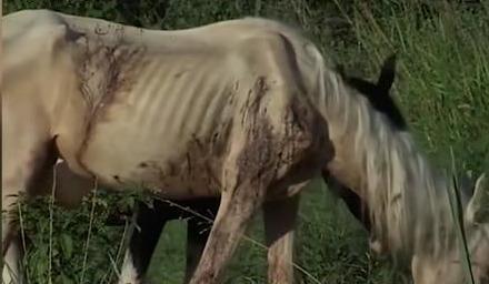 白龙马惨死最后怎么解决的,白龙马惨死事件