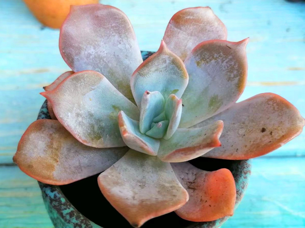 多肉浇水后叶片发软是怎么回事,刚栽的多肉叶片发软怎么办