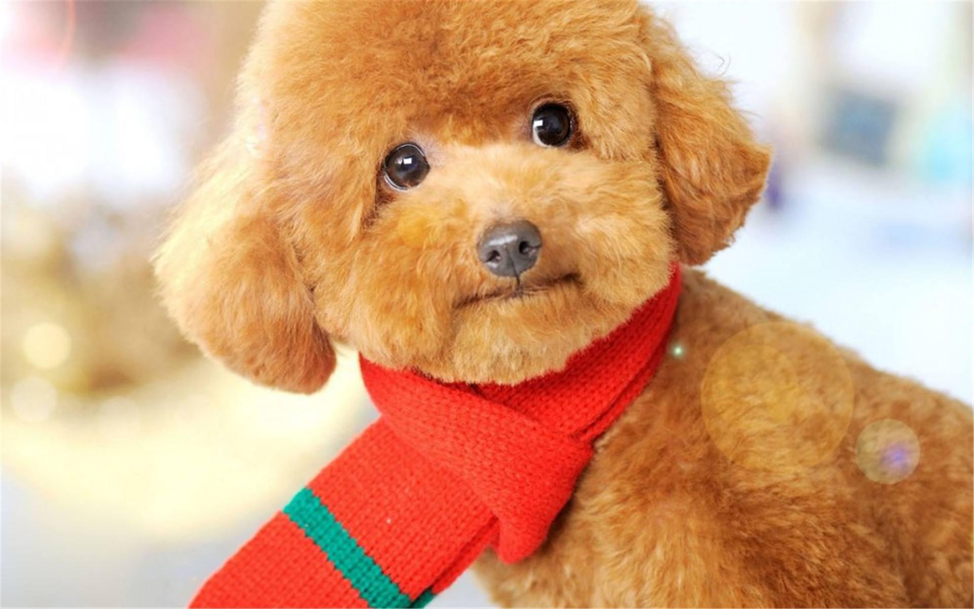 养狗狗是养博美好还是养泰迪好,为什么养狗的人讨厌泰迪