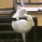 为什么现在年轻人喜欢养猫,当代年轻人不养孩子养猫