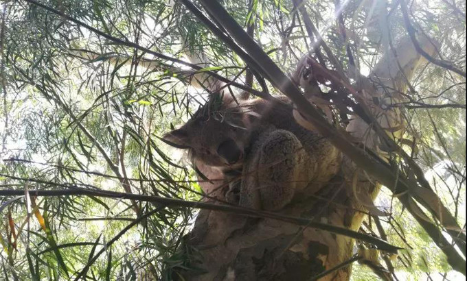 澳大利亚二年游学,去澳洲游学