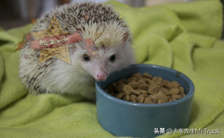 怎么养一只刺猬,新手养刺猬怎么跟它互动