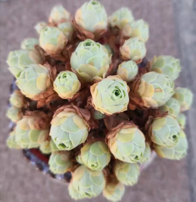 一花一叶一世界多肉,一花一世界多肉之美