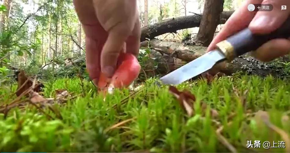 为啥俄罗斯大汉总是背着老婆钻树林？