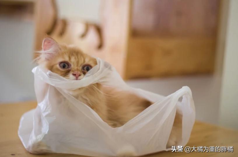 猫咪为什么喜欢咬纸箱吃,猫咪为什么爱咬塑料袋咬完就吐