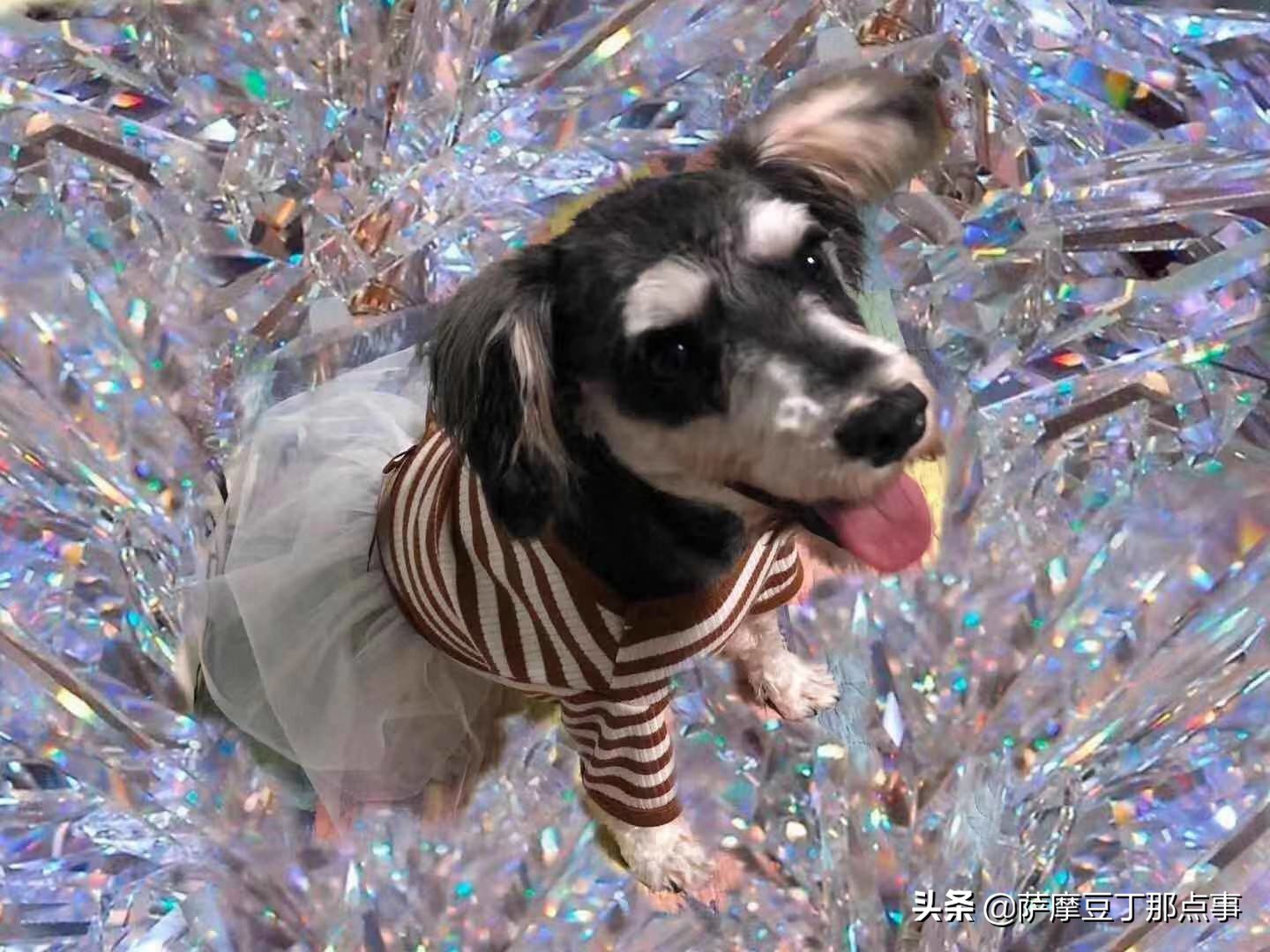 女孩在路边捡到一条流浪狗,男子捡到一条流浪狗