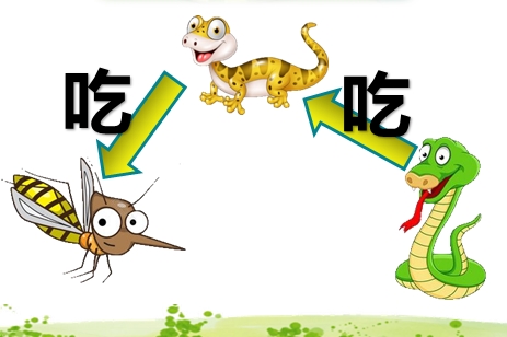 小学语文小壁虎借尾巴学情分析,小壁虎找尾巴课文原文人教版