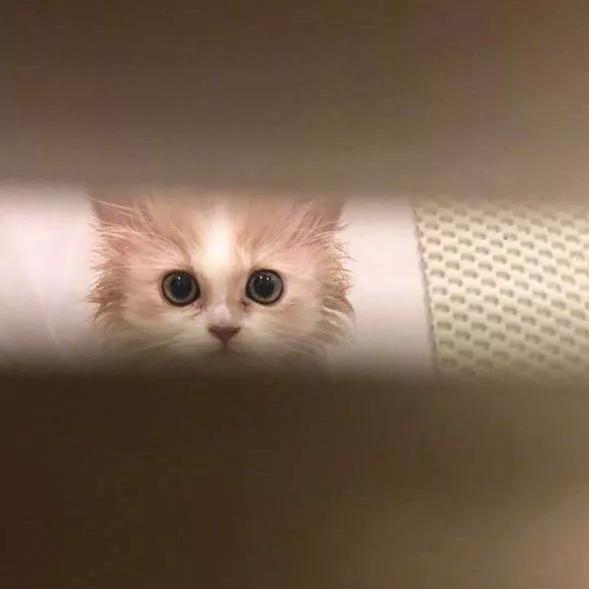 2022热门情头,今日头条上面的抓娃娃