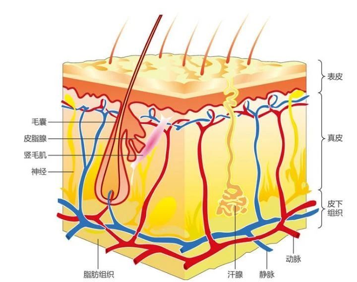 醋泡鸡蛋祛斑做法,醋泡鸡蛋祛斑有效吗
