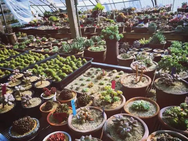 陕西这个县城厉害了,陕西柿子之乡在哪