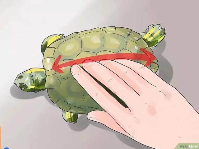 如何提高龟的互动性,养龟怎么和龟互动