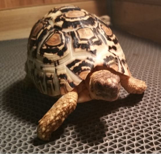 新手养普通小陆龟怎么喂养,小陆龟可以深水养吗