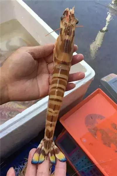 斑节虾是最好的虾吗,斑节虾如何保持它的嫩