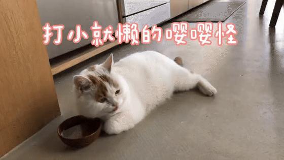 全网最可爱猫整天撒娇卖萌,全网最委屈的猫