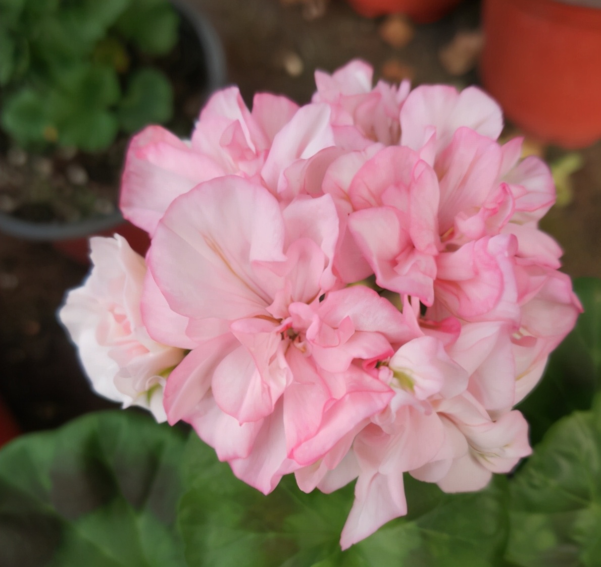 这种花别乱浇水水越多越不开花,这种花不怕冷好养易活