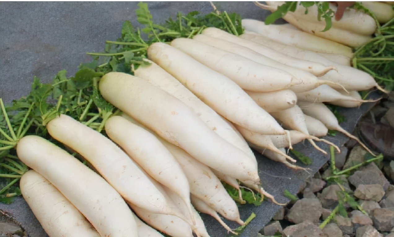 白萝卜的功效中医,白萝卜小人参