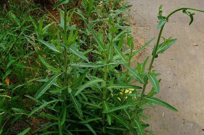 苦菜养胃护胃,苦菜虽苦但开花是香的