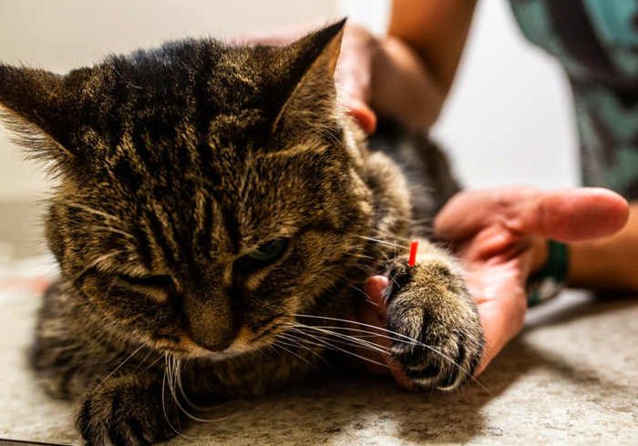 辟谣，猫咪尾巴一直不动很正常？错，不仅反常更有瘫痪风险