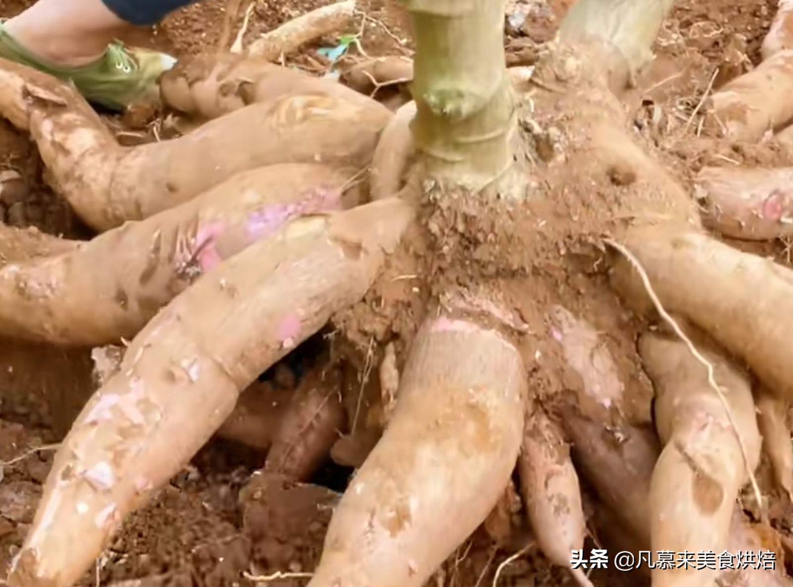 砍回养活了全球6亿人的木薯，做成一道快失传的美食“木薯粉虫”