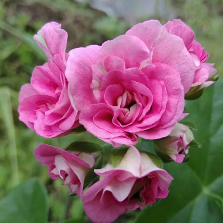 这种花别乱浇水水越多越不开花,这种花不怕冷好养易活