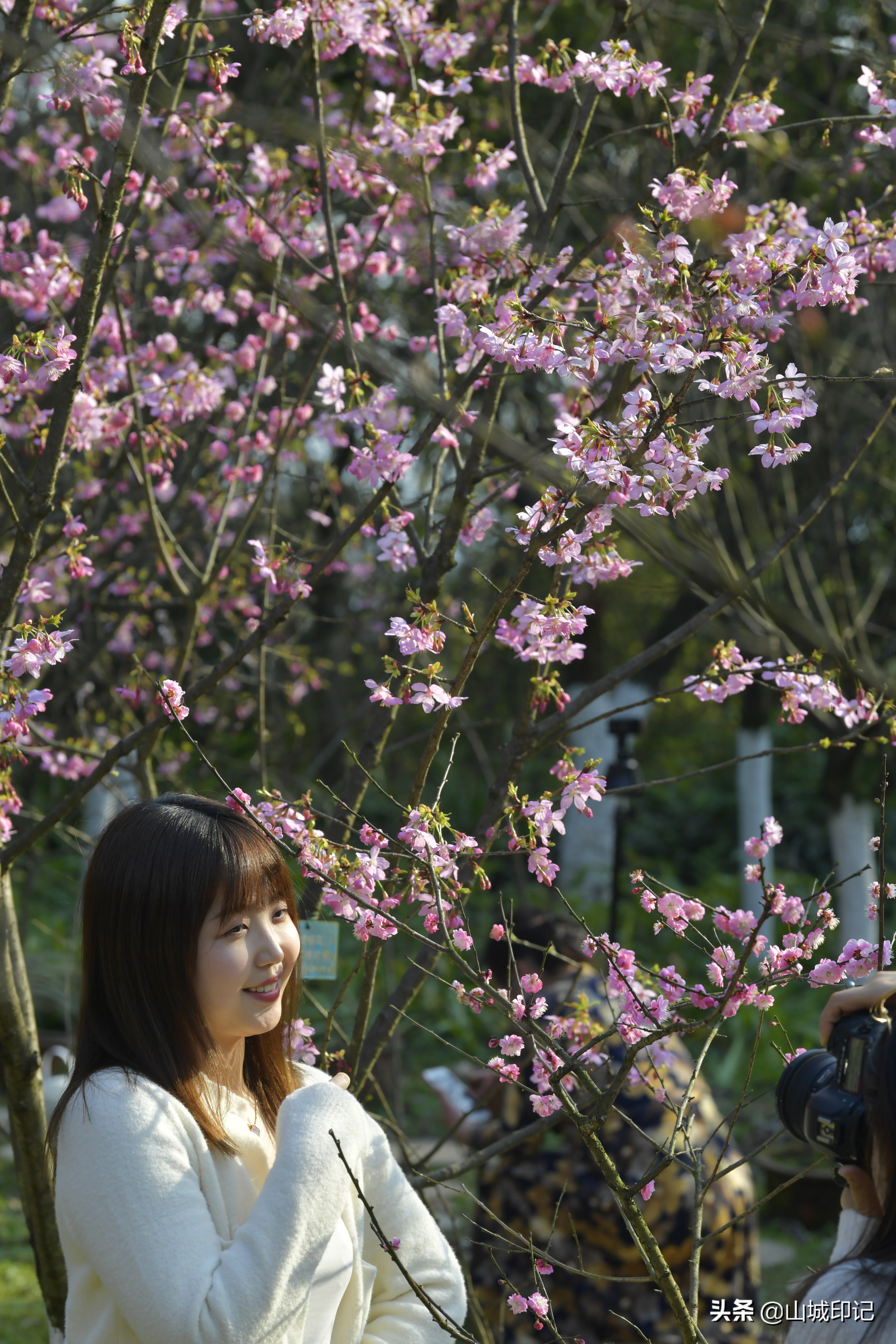 穿日本和服很美很好看,日系和服与樱花拍照姿势