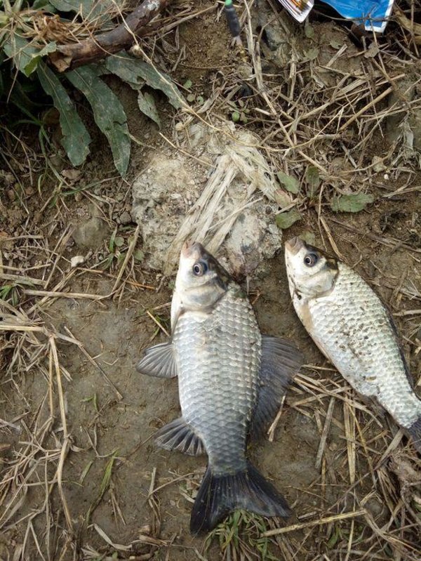 冬天钓鱼用什么小香精好,冬天钓鱼添加剂怎么加