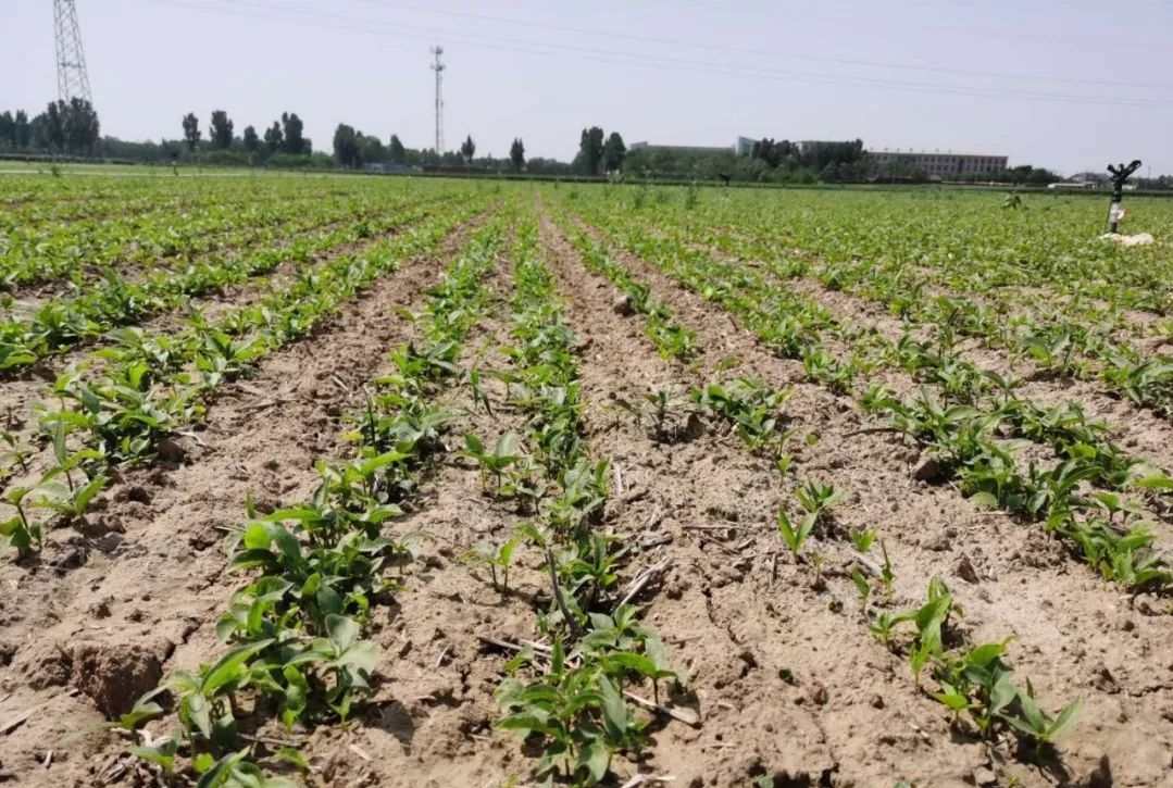 半夏出苗后用什么肥好,半夏出苗后需要打什么药