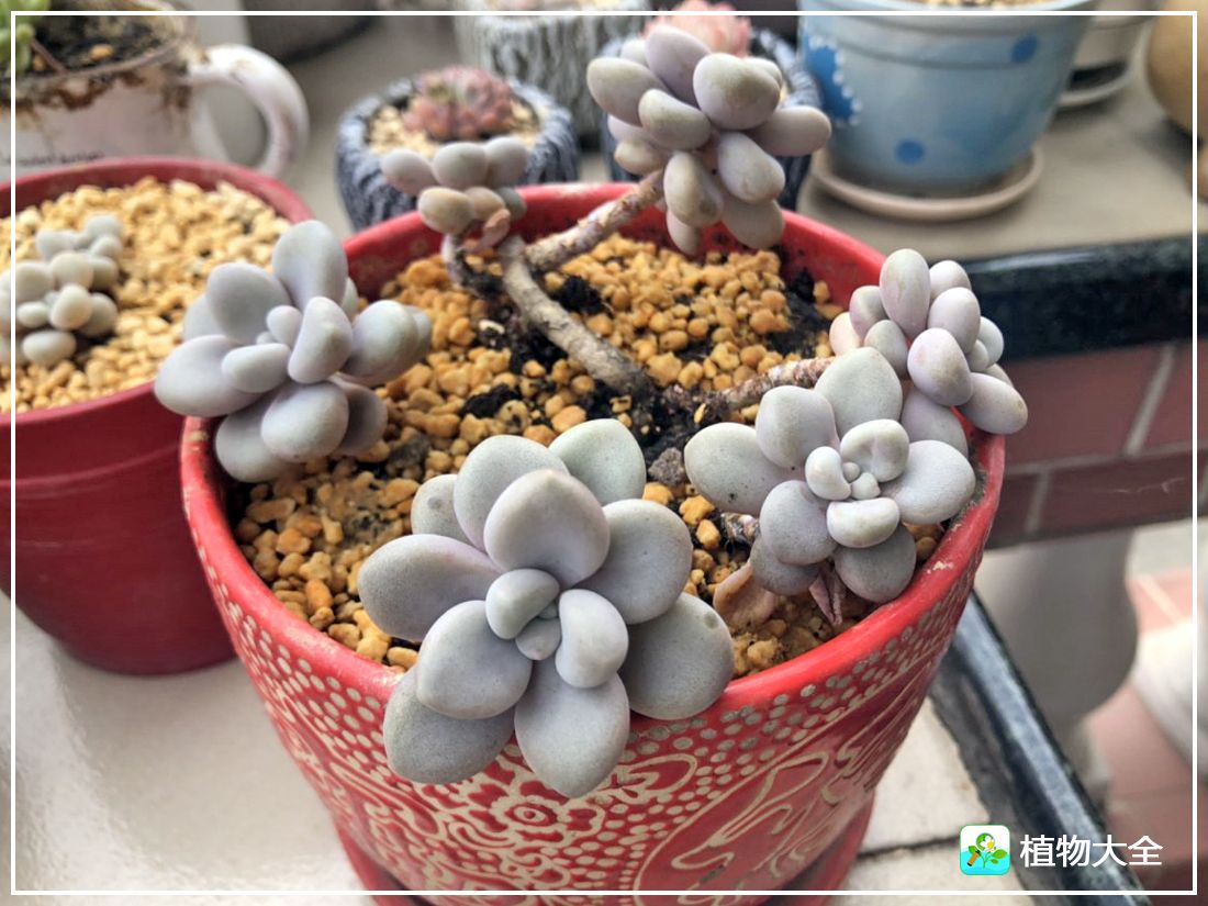 多肉植物艾伦视频,多肉植物艾伦价位