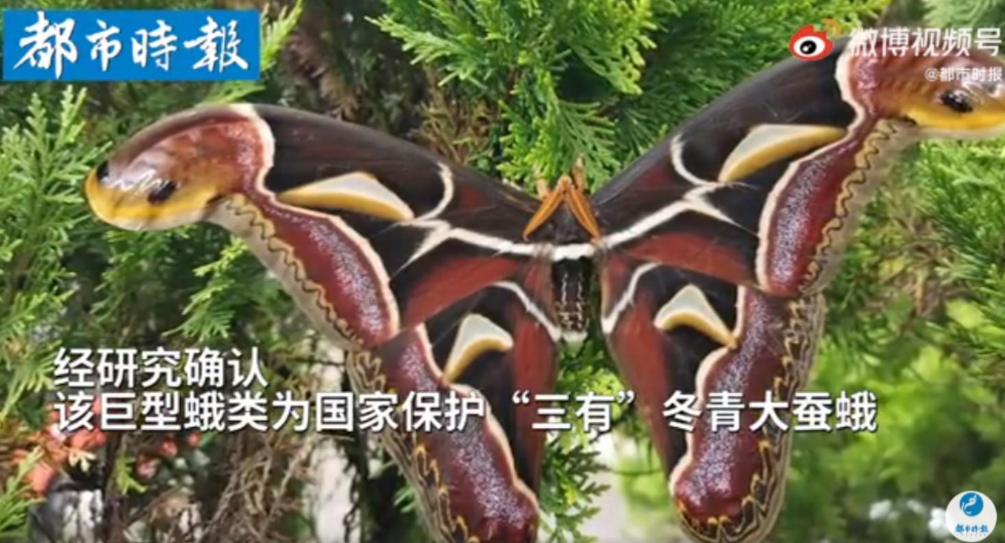 有哪些巨型飞蛾,云南现蛇纹巨型飞蛾有毒吗