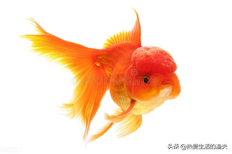 草金鱼身上有出血状红斑,金鱼身上有出血和炸鳞